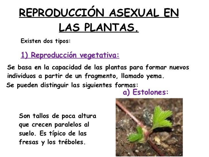 Game of thrones streaming tv links Que tipos de plantas se reproducen asexualmente